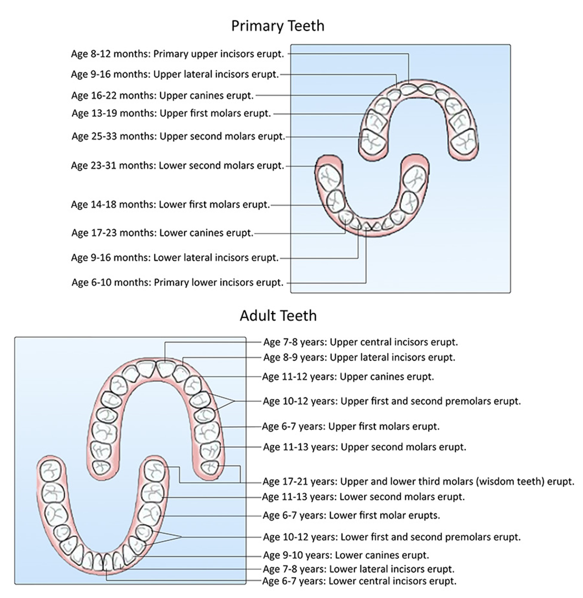 Age month. Вопросы про зубы. Primary Teeth. The first Teeth erupt between 6 to 9 months.